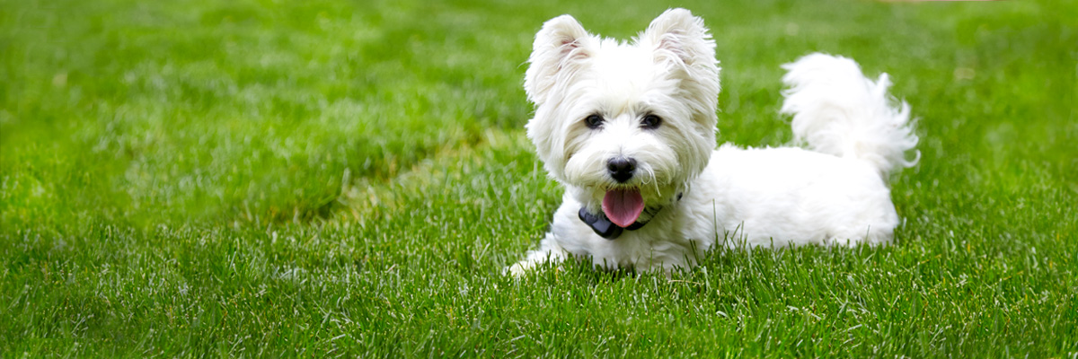 Great Lakes Pet Fencing Inc | Hart, MI | Hidden Dog Fences – It's All ...